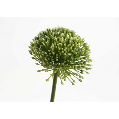 ALLIUM ROSEU 54CM