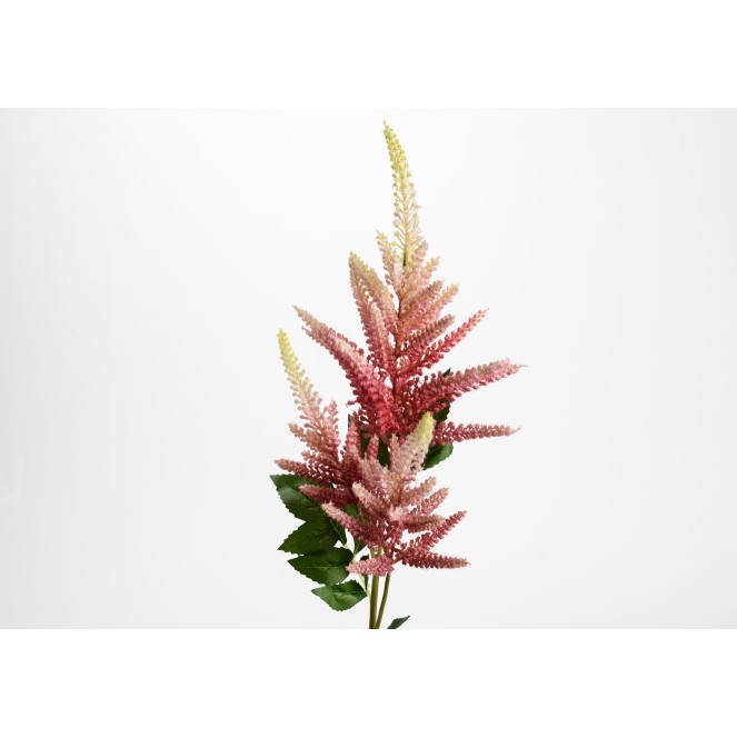 FLORA ALTILBE PERKEO