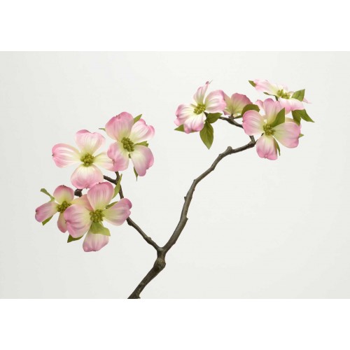 RAMA JAPONICA