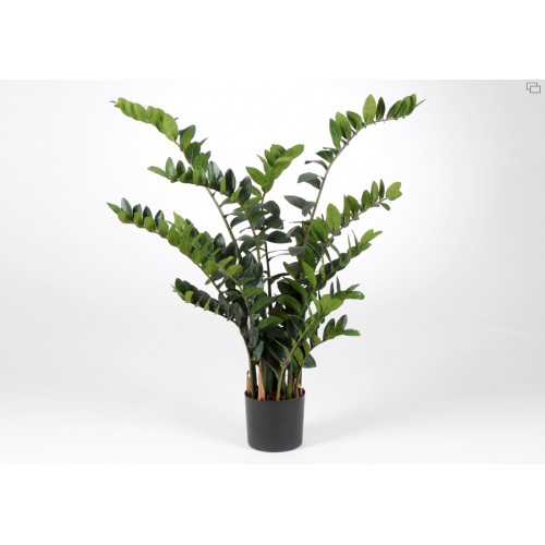 PLANTA ZAMIOCULCAS A 130