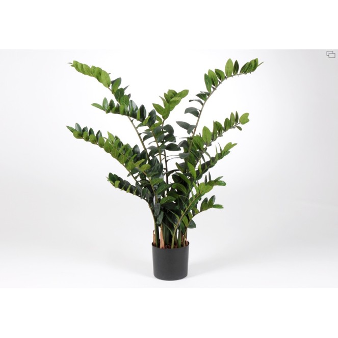 PLANTA ZAMIOCULCAS DE AMADEUS