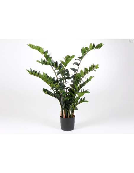 PLANTA ZAMIOCULCAS DE AMADEUS