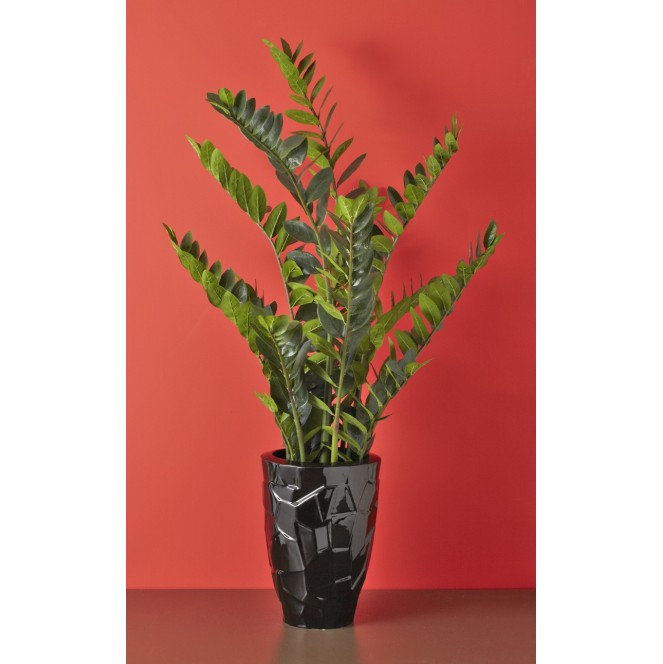 PLANTA ZAMIOCULCAS DE AMADEUS