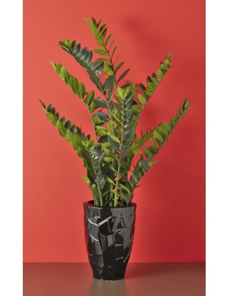 PLANTA ZAMIOCULCAS DE AMADEUS