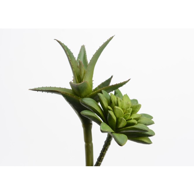 cactus varios